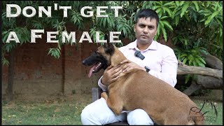 Things to know before getting a female Belgian Malinois | #belgianmalinois