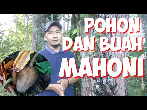 Video: Berapa besar pokok mahogani?