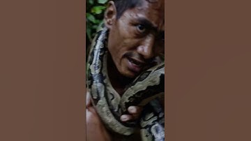 Python Catches a Man in the Sundarbans Jungle! | Wild Encounter Caught on Camera