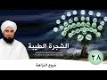 28 فروع النزاهة الشجرة الطيبة الحبيب علي الجفري