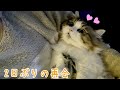 出張で2日ぶりの大好きなパパとの再会で愛猫がこうなりました…