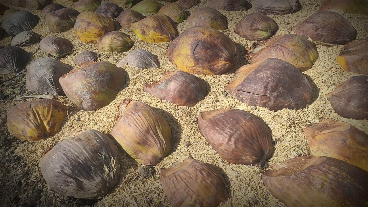 Rahasia Pembibitan Kelapa Gading agar cepat tumbuh tunas tanpa gagal