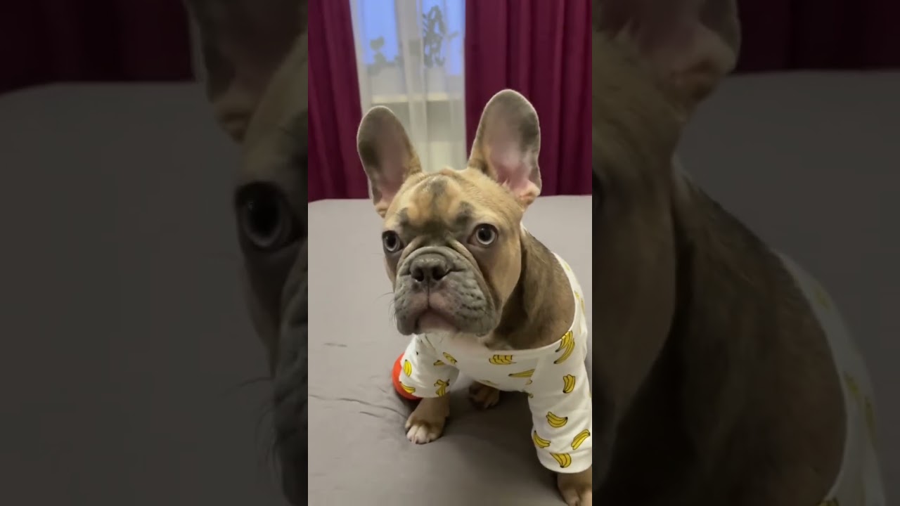 #remix #love #music #newmusic #bulldogfrances #frenchbulldog #tandemmtb #frenchie #bulldog