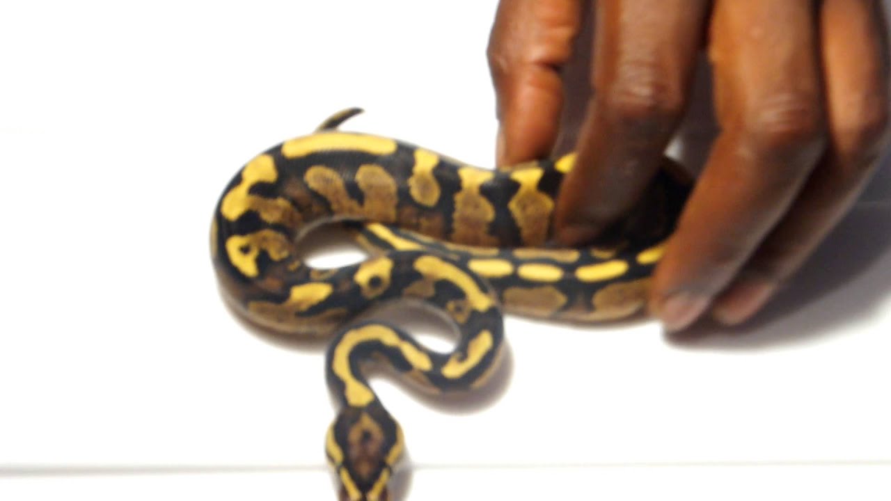 ball python breeders in ohio Some early 2015 Enchi Hatchlings