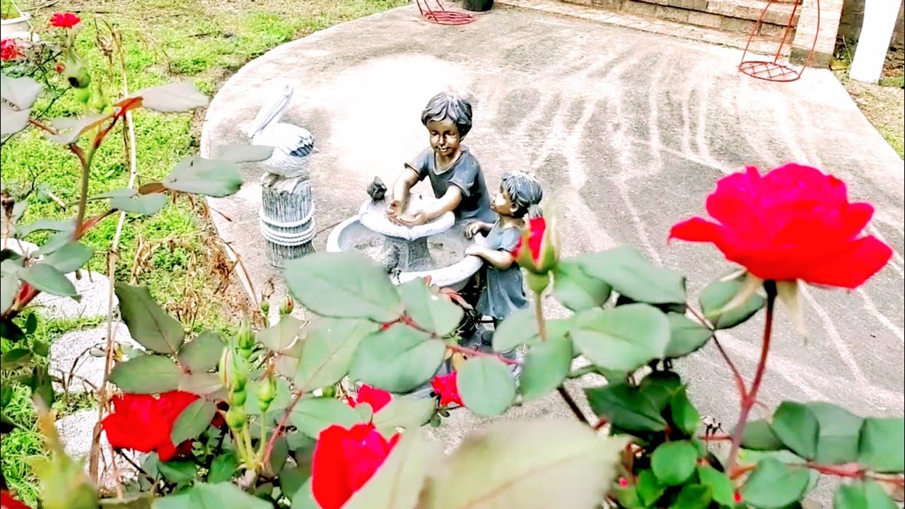 ROSES IN MY GARDEN YouTube