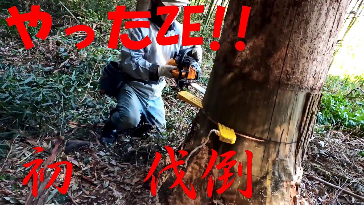 伐倒初体験 チェーンソーで 直径65ｃｍの杉 に 受け口 追い口 を作り 最後に くさび を打って 伐倒 いいようのない 緊張 と 達成感 を味わった Youtube