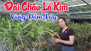 Đai Châu lá kim vùng đầm lầy----- | Hoa Lan Market - Vườn Lan Bá Ninh