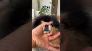 Cute tricks I taught my dog  #pomeranian #dog