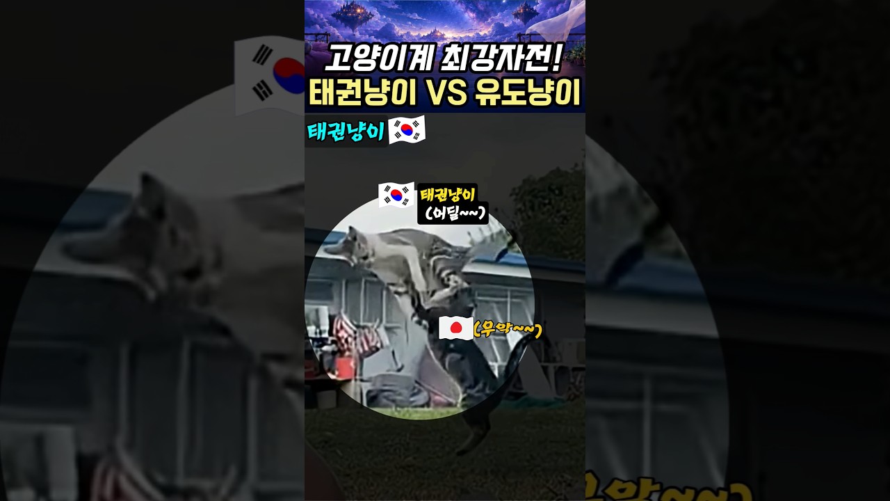 고양이계 최강자전! 태권냥이 vs 유도냥이 무서원 한판 #고양이 #태권냥이