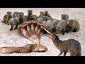 Terrible! Great Battle Between King Cobra Vs Mongoose Attack To The Death ► The Fear Of All Snakes