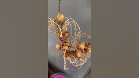 1 củ sâm rừng bao kiểm định mọi viện 70 gam chất lượng giá rẻ mời các bác 0377965679 e Nguyệt