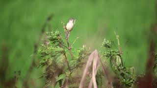 Download Lagu Plain Prinia  feeding baby birds in the nest MP3