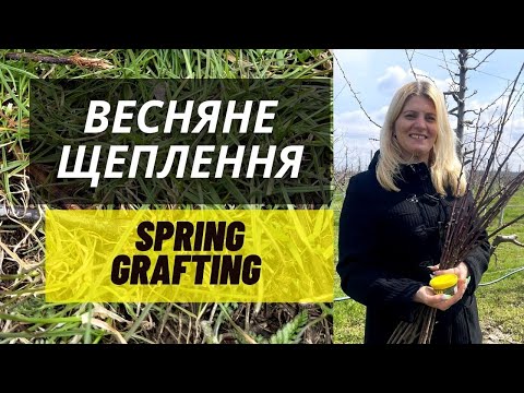 Весняне щеплення / перещеплення плодових дерев: в приклад, в розщіп, за кору, поліпшене копулювання