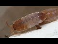 Isopod Morph Unboxing from Derrick Niehaus!