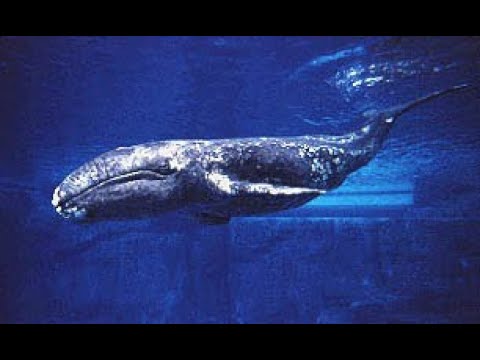 Video: Grey whale: interesting facts