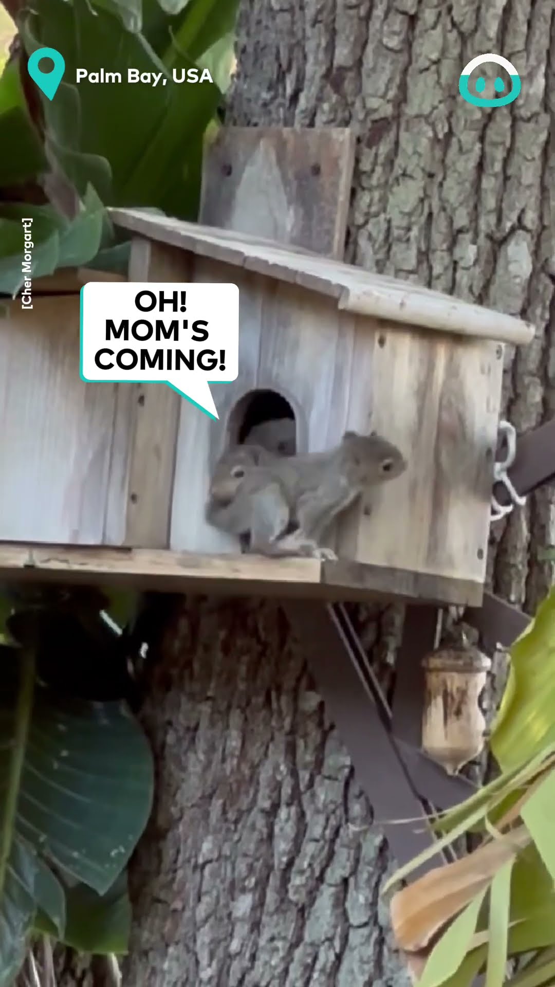 Baby Squirrel Plays Peek A Boo || ViralHog