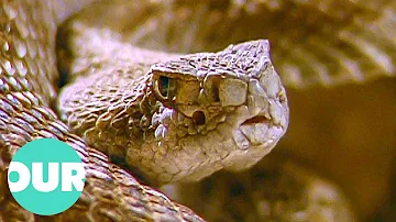 The Notorious Western Diamondback Rattlesnake | Our World