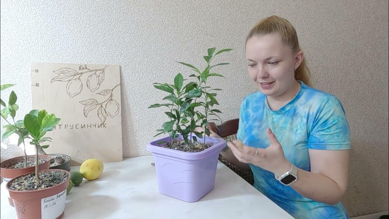 Тренога из Лаймквата Таварес - YouTube