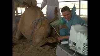 Early pregnancy diagnosis in Camels  التشخيص المبكر للحمل فى الإبل