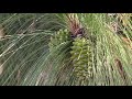 Pinus gerardiana Full HD free videos چلغوزہ no copyright