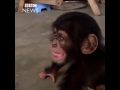 Rescued wild baby chimp