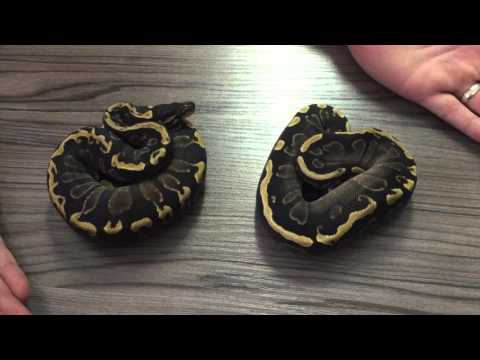 New Phantom Combos from King Morphs in South Africa!
