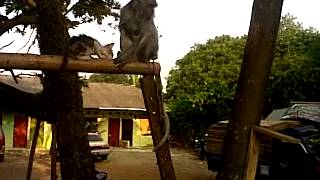 Monyet Menyusui Kucing