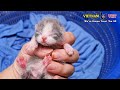2 days old baby kittens first time at vet  animal vet clinic