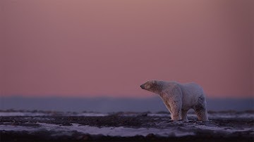 Advancing the well-being of our planet