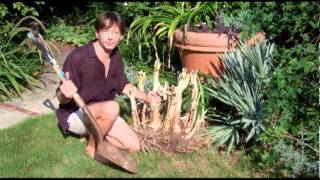 Dividing Crinums