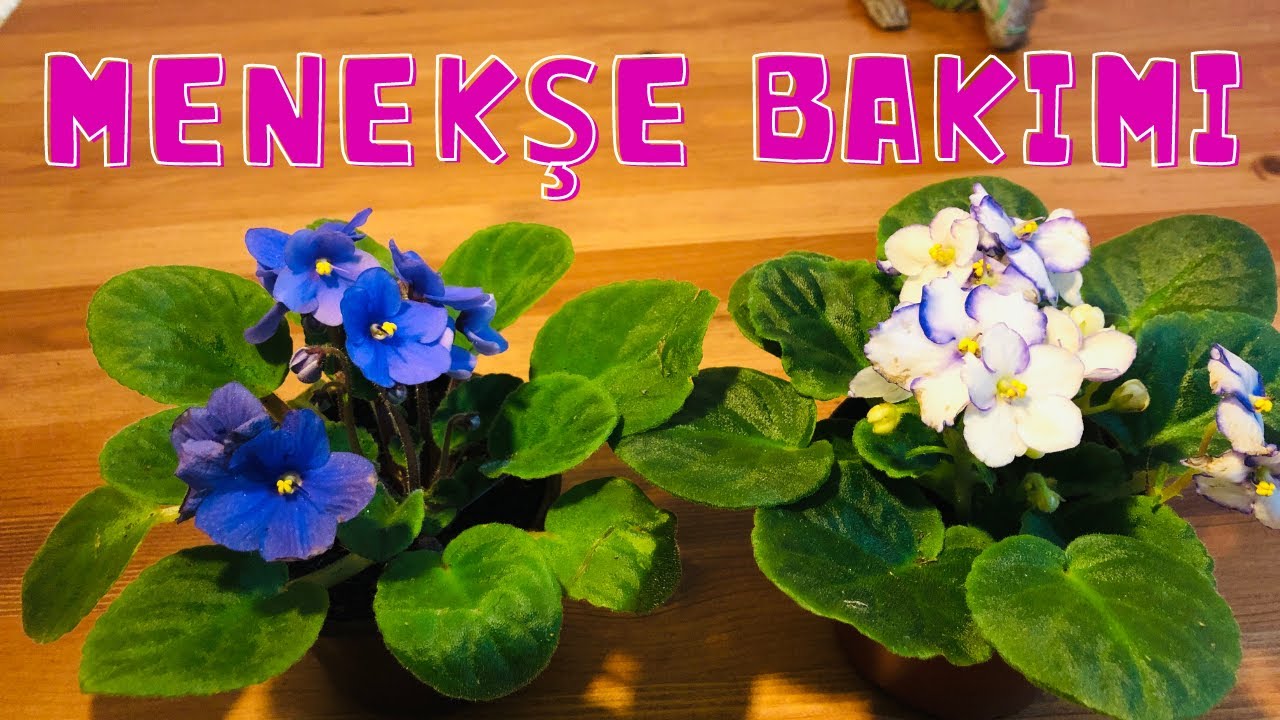 Уход за фиалками, цветение, полив и пересадка