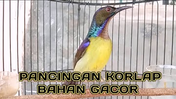 kolibri kelapa | manggar | wiceh | korlap gacor pancingan burung bahan agar cepat bunyi gacor