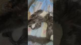 катіфончик) #funny #cat