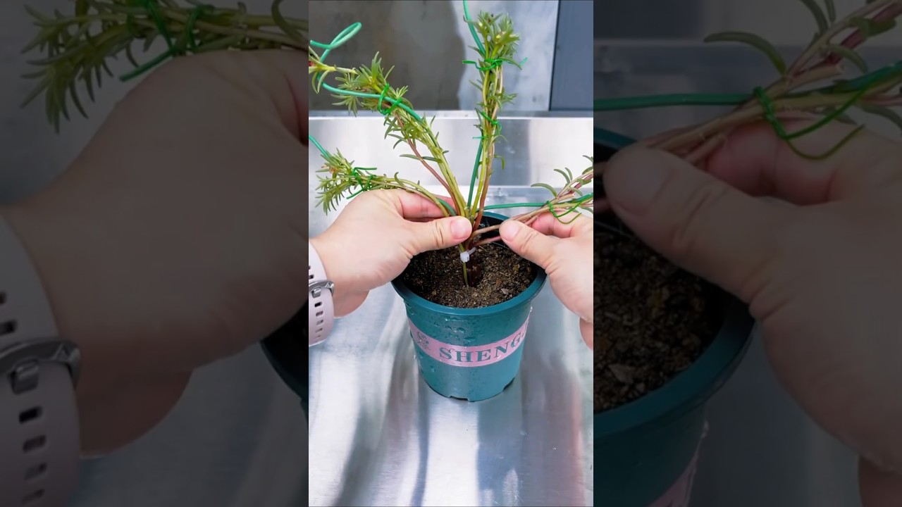 Unique idea of growing portulaca flower #garden #plants #viralvideo