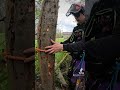 Comment grimper au griffe sur un arbre 🌳 #arborist #treeworker #arbre #elagage #arbortec Mp3 Song