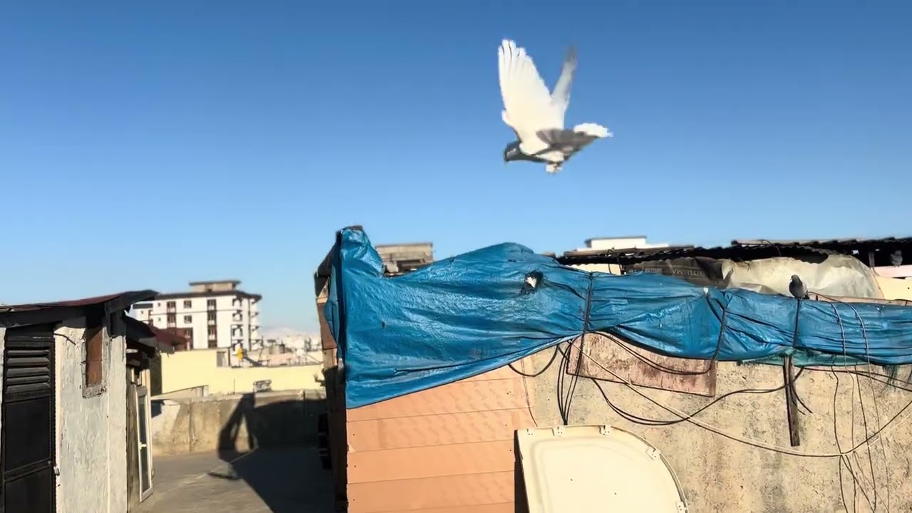 Kuşlarımız ayazı güzelce atlatı ala güvercinimiz tekteki hareketlerini sergiliyor 