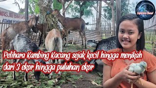 Gadis Desa ternak kambing sejak Sekolah Dasar hingga menikah | dari 3 ekor hingga puluhan ekor