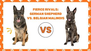 German Shepherd vs. Belgian Malinois - Unraveling the Canine Wonders #germanshepherd #malinois by Dogs in Facts 1,813 views 9 months ago 5 minutes, 2 seconds