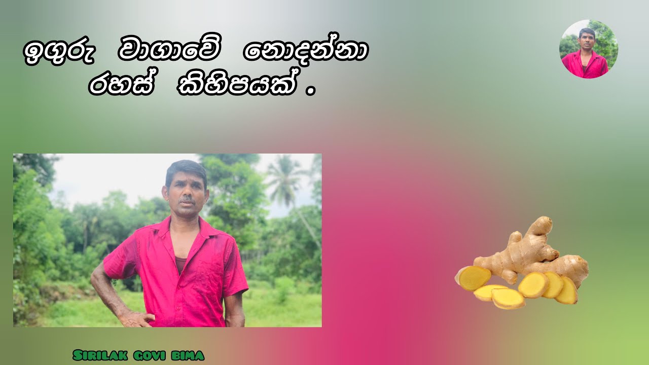 ඉගුරු වගාවේ නොදන්නා රහස් #Inguru wagava #siri lak govibima