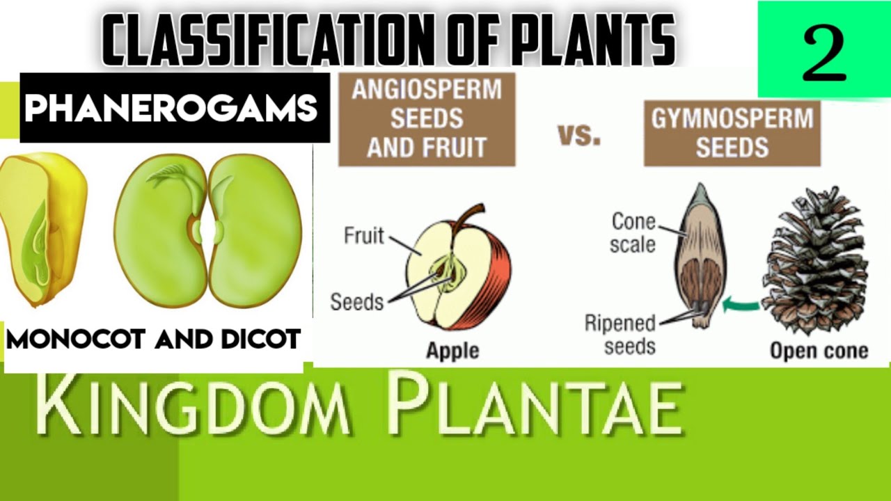 Classification of Plants 02 Phanerogams Gymnosperm Angyosperm