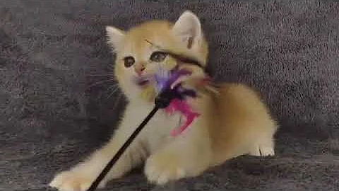 Video 10740041: british golden kitten, british cat, lovely british