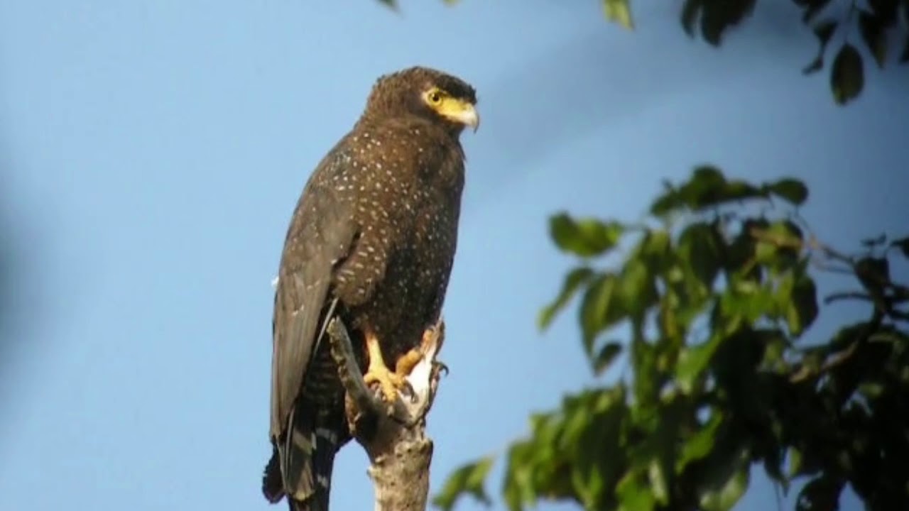 Andaman Serpent Eagle 