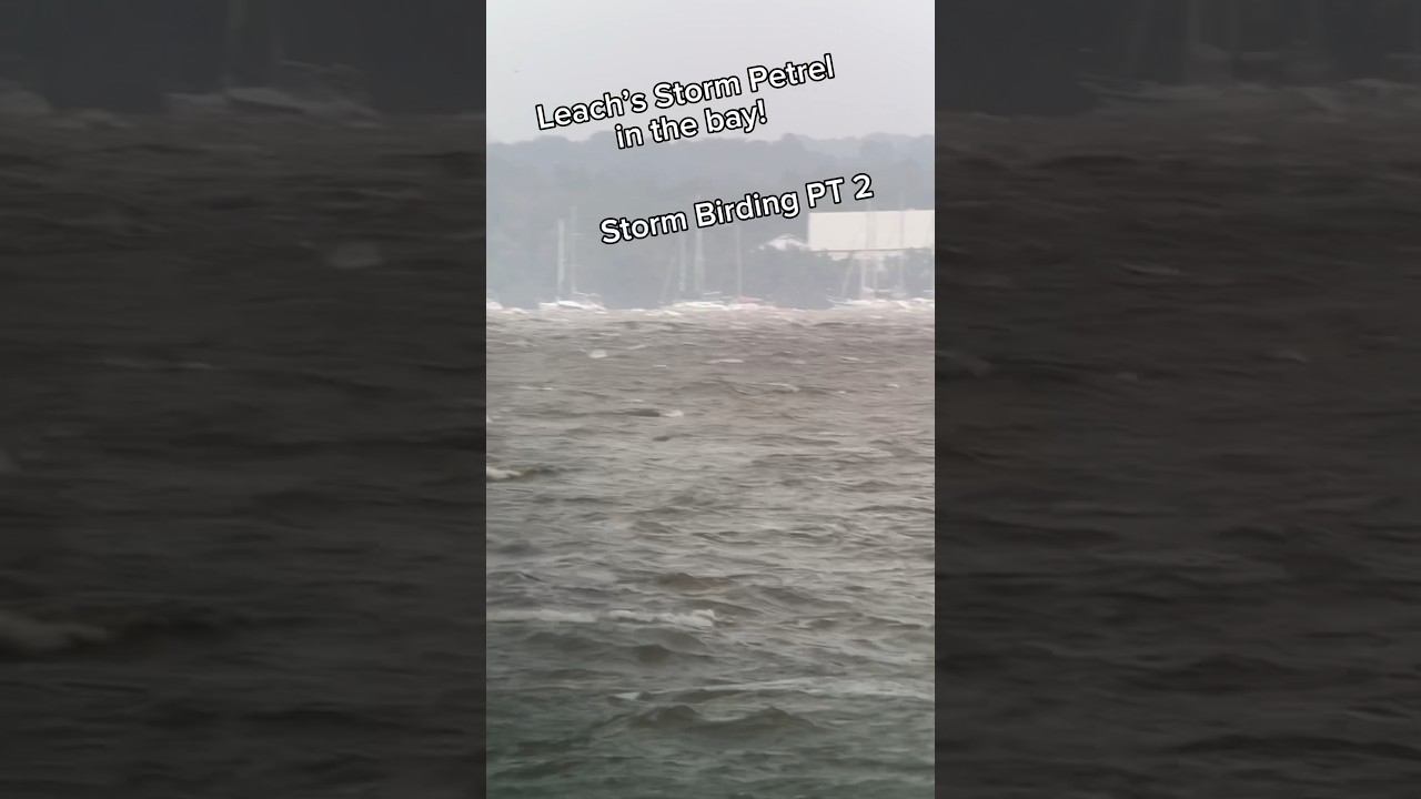 Leach’s Storm Petrels in the Bay! (Storm Birding PT 2) 