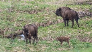 4-9 мая 2018 - Кавказский заповедник: Пшекиш - Козлиные поляны (много животных)