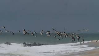 Black Skimmers, Cape May, NJ, October 24, 2022