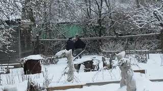 картинка: дачные воры