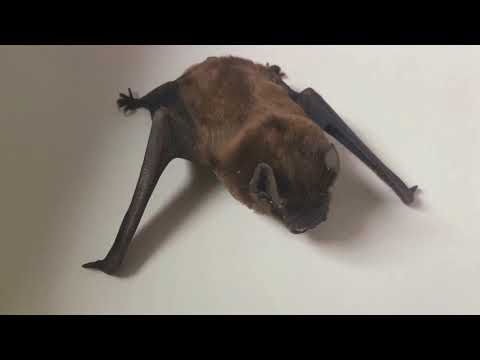 Ohio's Top 10 Endangered Species: A Simple Guide