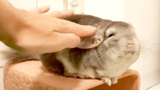 【縦動画】箱座りのチンチラをナデナデしたい