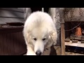 Our Intelligent Kuvasz and Street Smart Rescue Dog の動画、YouTube動画。