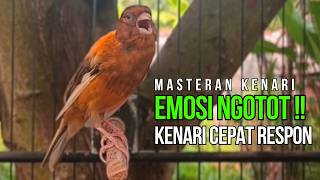 Terapi Kenari Macet Bunyi: Pancingan Kenari Gacor Ngerek Paling Ampuh & Respon Cepat!